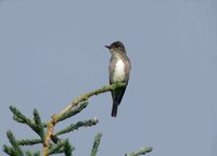 Olive-sided Flycatcher - Contopus cooperi