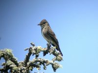 Olive-sided Flycatcher - Contopus cooperi