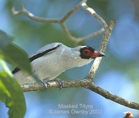 Masked Tityra - Tityra semifasciata