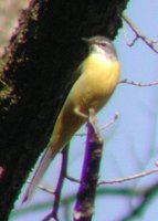 Gray Wagtail - Motacilla cinerea