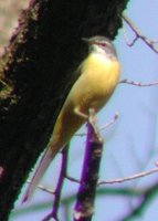 Gray Wagtail - Motacilla cinerea