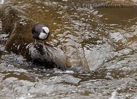 White-capped Dipper - Cinclus leucocephalus