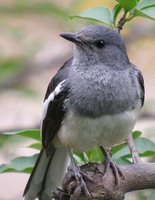 Oriental Magpie-Robin - Copsychus saularis