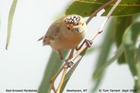 Red-browed Pardalote - Pardalotus rubricatus