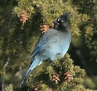 Steller's Jay - Cyanocitta stelleri