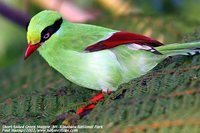 Short-tailed Magpie - Cissa thalassina