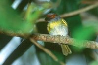 Rufous-browed Peppershrike - Cyclarhis gujanensis