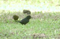 Variable Seedeater - Sporophila corvina