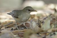 African Thrush, Turdus pelios