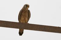 Female Lesser Kestrel