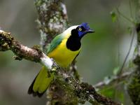 Green Jay (Cyanocorax yncas)