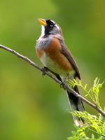 Many-colored Chaco-Finch (Nick Athanas)