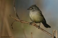 *NEW* White-crested Tyrannulet ('subcristata'?)