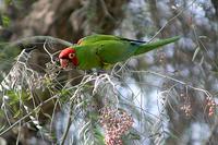 Red-masked Parakeet