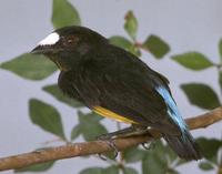 White-fronted manakin