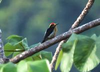 Golden-naped Woodpecker  