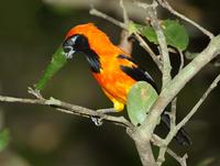 Campo oriole