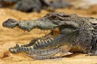 Nile crocodile , Crocodylus niloticus , Sacred Crocodiles of Bazoul