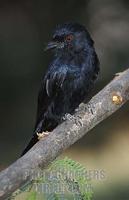 Fork tailed drongo , Dicrurus adsimilis , Samburu National Reserve , Kenya stock photo