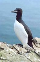 Murres, Uria aagle, Uria lomvia