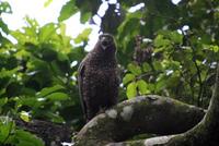 Philippine Serpent-Eagle Spilornis holospilus Endemic