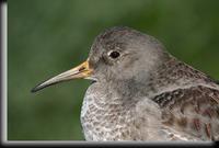 Purple Sandpiper, Barnegat Light, NJ