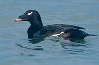 White-winged Scoter (Melanitta fusca)