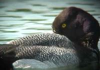 above - a series of pictures (from a video) of the Lesser Scaup, Monkmoor Pool 07/06/05 ©