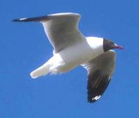 adult Brown-headed Gull in flight