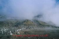 ...FT0133-00: Chinstrap Penguin colony on the steaming slopes of Saunders Is. S. Sandwich Islands. 