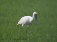 Black-faced Spoonbill Platalea leucorodia  저어새