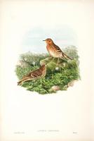 Hart after Gould Red-throated Pipit (Anthus cervinus)