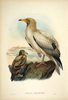 Richter after Wolf Egyptian Vulture (Neophron Percnopterus)