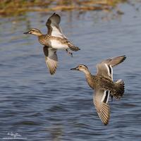 Garganey (female)