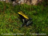 Wide Band Phyllobates aurotaenia