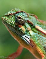 Elliot's Chameleon (Chamaeleo ellioti), close headshot