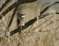 Great Spotted Cuckoo (Clamator glandarius)