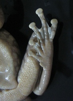 : Bokermannohyla martinsi; Martins' Treefrog