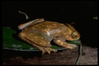 : Boophis albilabris; White Giant Lipped Tree Frog