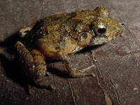 : Eleutherodactylus gundlachi