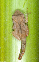 : Pseudacris crucifer crucifer; Northern Spring Peeper