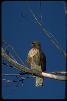 : Buteo jamaciensis; Red Tailed Hawk