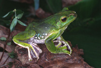 : Rhacophorus dennysi