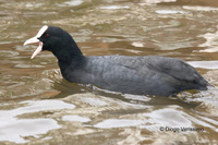 : Fulica atra; Coot