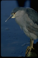 : Nycticorax nycticorax ssp. cyanocephalus; Black Crowned Night Heron