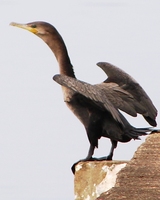 : Phalacrocorax brasilianus; Bigu