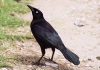 : Quiscalus lugubris; Carib Grackle