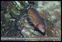 : Novaculichthys taeniourus; Dragon Wrasse