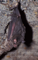 : Chrotopterus auritus; Big-eared Woolly Bat