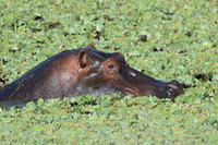 : Hippopotamus amphibus; Hippopotamus